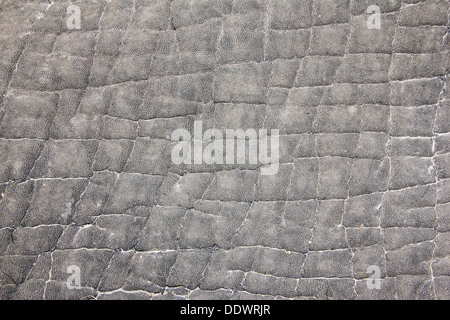 Close-up view of an African Elephant's skin.  Depicting texture and background beauty that is unique and beautiful. Stock Photo