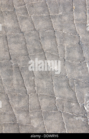 Close-up view of an African Elephant's skin.  Depicting texture and background beauty that is unique and beautiful. Stock Photo
