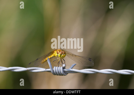 Yellow dragonfly resting on a barbed wire fence Stock Photo