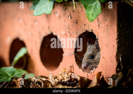 Wood mouse hiding inside an house brick Stock Photo