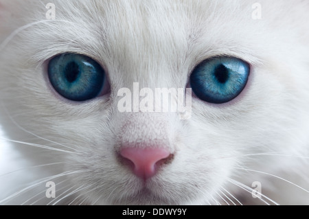 White Kitten with Blue Eyes Stock Photo