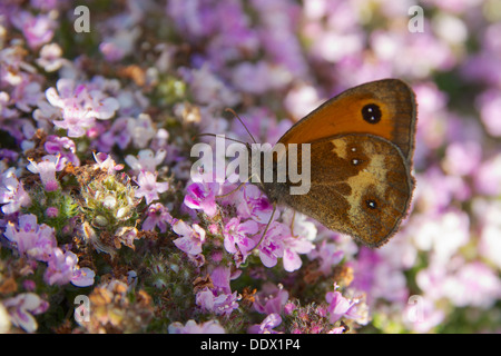 Gatekeeper Butterfly Stock Photo