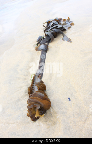 A piece of seaweed lays washed up on the sand,waiting for the returning tide to take it back to sea. Stock Photo