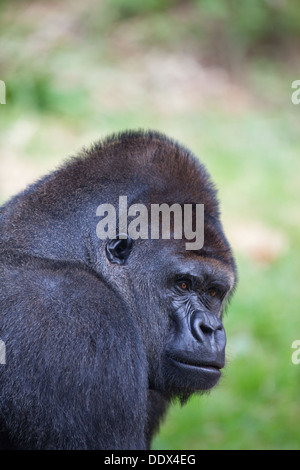 Western Lowland Gorilla (Gorilla gorilla gorilla). Male. Durrell Wildlife Park, Jersey, Channel Islands, UK. Stock Photo