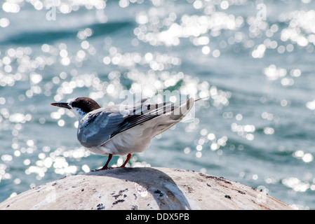 Tern bird sitting on a mooring buoy Stock Photo