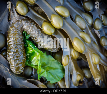 Bladder wrack and sea lettuce, exposed by the out going tide