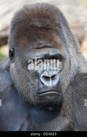 Western Lowland Gorilla (Gorilla gorilla gorilla). Male. Durrell Wildlife Conservation Park, Jersey, Channel Islands, UK. Stock Photo