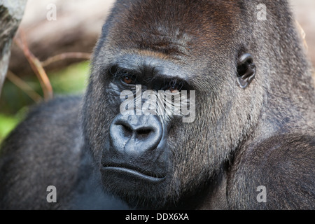 Western Lowland Gorilla (Gorilla gorilla gorilla). Male. Durrell Wildlife Conservation Park, Jersey, Channel Islands, UK. Stock Photo