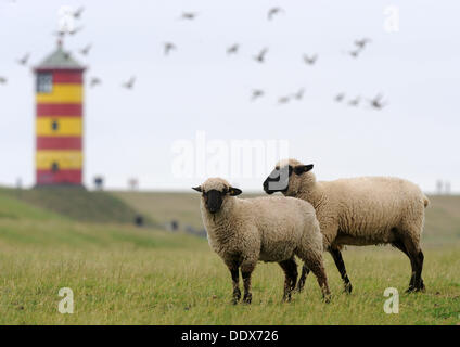 Sheep stand in front of the Pilsum lighthouse on the North Sea dike in the East Frisian Pilsum, Germany, 03 September 2013. Photo: Ingo Wagner Stock Photo