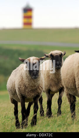 Sheep stand in front of the Pilsum lighthouse on the North Sea dike in the East Frisian Pilsum, Germany, 03 September 2013. Photo: Ingo Wagner Stock Photo