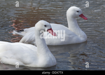 Coscoroba Swans (Coscoroba coscoroba). Pair. Stock Photo