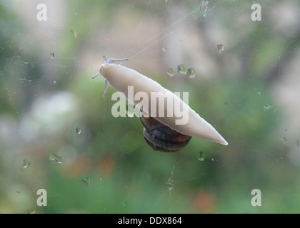 Snail on a window. Cornu aspersum Garden Snail Bath Somerset UK Stock Photo