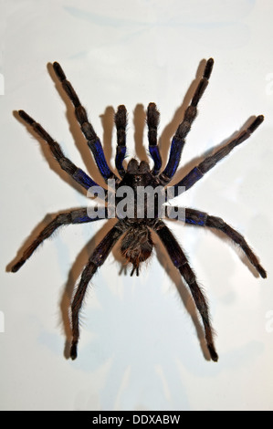 Tarantula spider Stock Photo