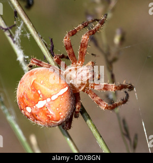 Close-up of an enormous female  four-spot orb-weaver (Araneus quadratus) in her web Stock Photo