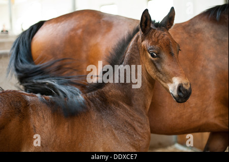 A few days old foal in a stable Stock Photo