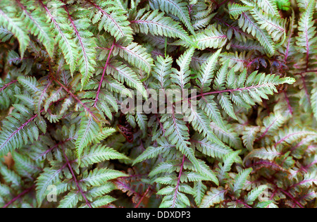Fern. Athrium niponicum pictum. Stock Photo