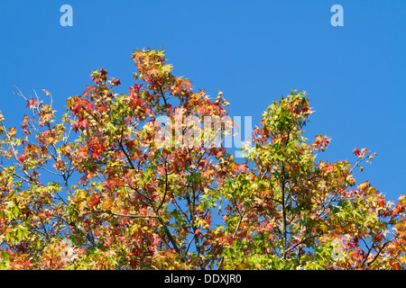 The treetop of a Sweetgum tree (Liquidambar Styraciflua) in the Fall season against a clear blue sky. Stock Photo