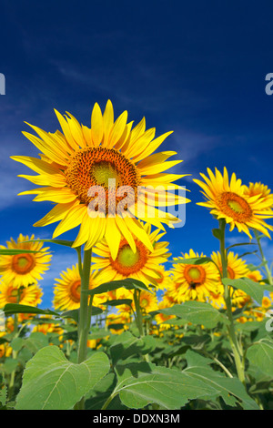 Sunflower field and sky Stock Photo