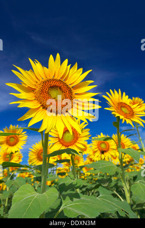 A sunflower field Stock Photo - Alamy