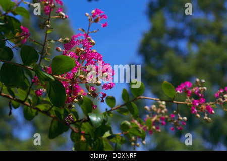 Crape myrtle flowers Stock Photo