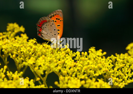Lycaenidae butterfly Stock Photo