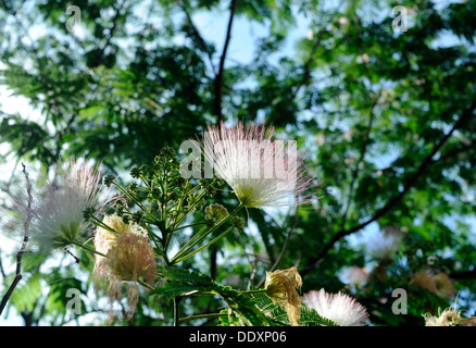 Mimosa Tree (Albizia julibrissin) blooms in summer Stock Photo