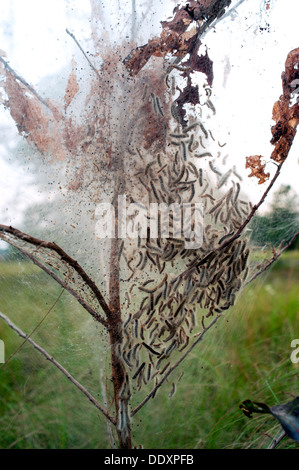 Gypsy Moth Caterpillars pictured here on the branches of a tree in central North Carolina. Stock Photo