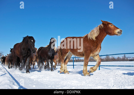 Horses in the snow, Hokkaido Stock Photo