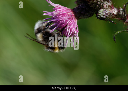 Macro shot of garden bumble bee Bombus hortorum pollinating flower Stock Photo