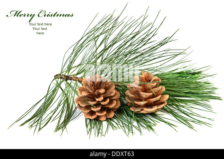 Pine cones with evergreen tree over white Stock Photo