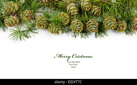 Larch cones evergreen pine tree branch on a white background with copyspace Stock Photo