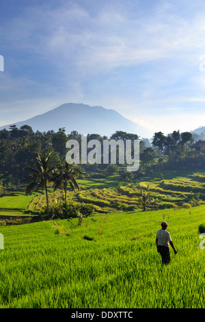 Indonesia, Bali, Sidemen Valley, Rice Fields and Gunung Agung Volcano