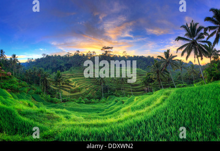 Indonesia, Bali, Ubud, Ceking Rice Terraces Stock Photo