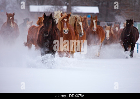 Horses running in the snow, Hokkaido Stock Photo