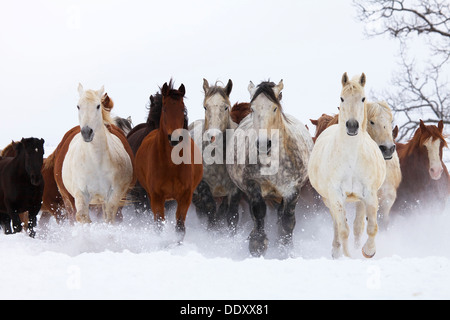 Horses running in the snow, Hokkaido Stock Photo