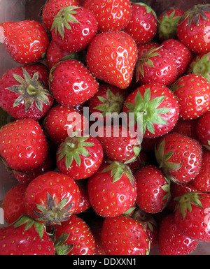 A pile of Red ripe summer organic Strawberries Stock Photo