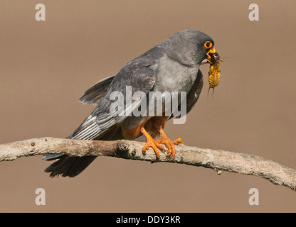 Red-footed Falcon with prey Stock Photo