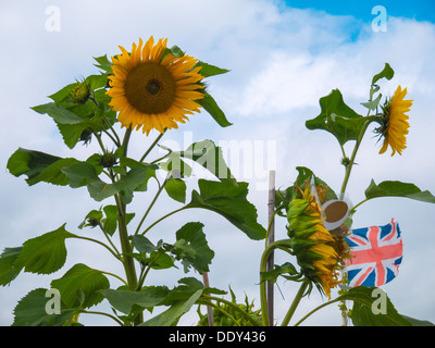 Sunflowers against a cloudy sky with a union jack flag. Stock Photo