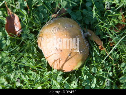Close up rotting apple lying on grass with small brown leaves looking down from above Stock Photo