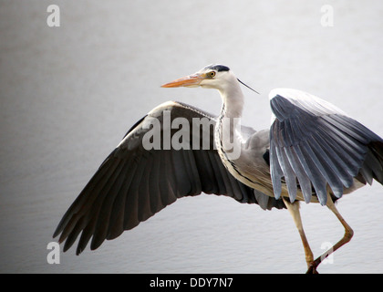 Detailed series of captures of a European Grey Heron (Ardea cinerea) in flight, about to touch down Stock Photo