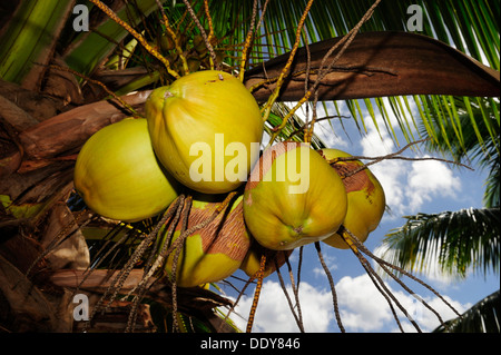 Coconuts hanging from a Coconut Palm (Cocos nucifera) Stock Photo