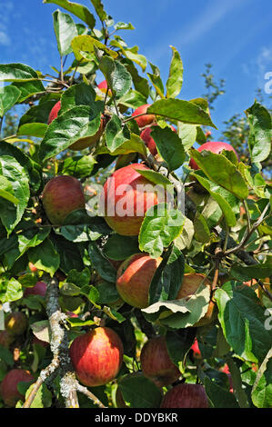 Cultivated Apple (Malus domestica), Bavaria Stock Photo