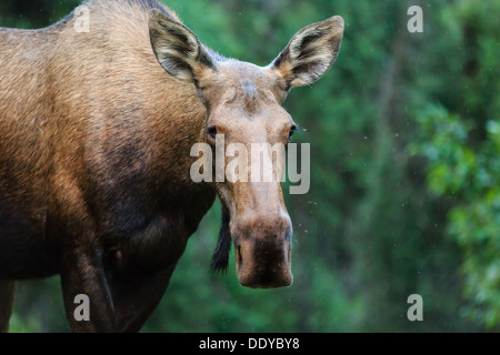 Female moose facing cameraman up- close on summer day in Alaska forest Stock Photo