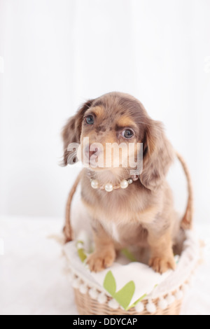 Chihuahua and Miniature Dachshund mixed pet Stock Photo