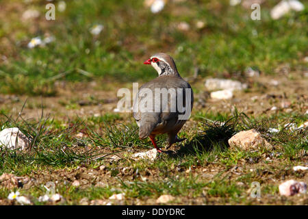 Red-legged Partridge (Alectoris rufa) walking on stony meadow, Extremadura, Spain, Europe Stock Photo