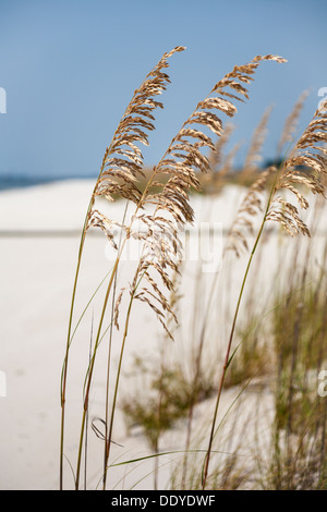 Sea oats for erosion control on the man made sand beach on the Gulf of ...