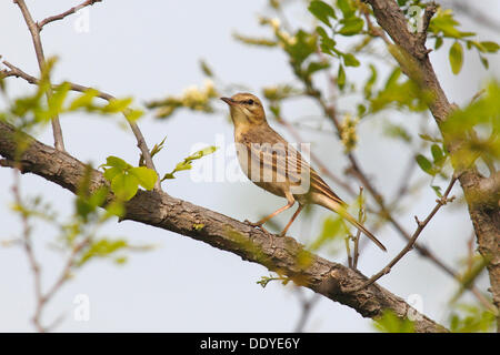 Tawny Pipit (Anthus campestris), perched on a branch Stock Photo