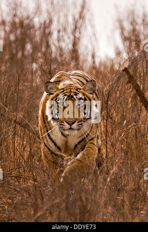 Alert tiger (Panthera tigris) stalking on in the dry grasses of the dry deciduous forest of Ranthambore Tiger Reserve, India Stock Photo