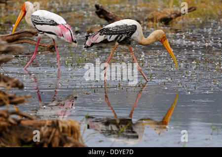 Two Painted Storks (Mycteria leucocephala) foraging in a lake in Ranthambore National Park, Rajasthan, India, Asia Stock Photo