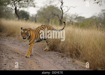 Tiger (Panthera tigris) walking on a forest road in Ranthambhore in a misty morning, Rajasthan, India, Asia Stock Photo